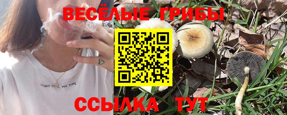 Черкесск  Галлюциногенные грибы Cubensis  Псилоцибиновые грибы Psilocybine cubensis  Вход с VPN 